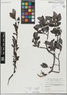 Foto von Salix glabra Scop. x Salix myrsinifolia Salisb.